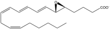 What classification is given to the following molecule?   A) a prostaglandin G derivative B) a prostaglandin E derivative C) a leukotriene D) a thromboxane E) none of the above