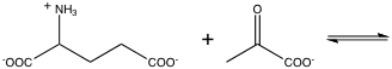  What are the products of the following transamination?   A) glutamine and pyruvate B)  \alpha -ketoglutarate and alanine C) glutamate and alanine D) oxaloacetate and alanine E) aspartate and pyruvate 