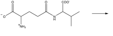  Give the products of the following reaction in the  \gamma -glutamyl cycle.One product is an amino acid,the other,5-oxoproline.   