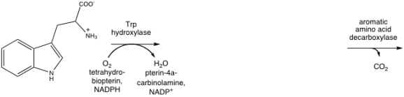 Tryptophan is converted to serotonin,also known as 5-hydroxytryptamine.Show the intermediate and the product in the following synthetic pathway.  