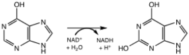 The following reaction is catalyzed by what enzyme?   A) xanthine oxidoreductase B) hypoxanthine hydroxylase C) urate oxidase D) guanine oxidase E) none of the above