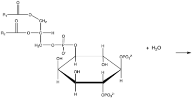 Show the reaction of phospholipase C upon PIP<sub>2</sub> and give the names of the products.  