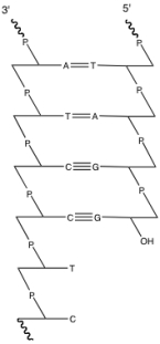 Show the reaction (with arrow pushing)for addition of the next nucleotide:  
