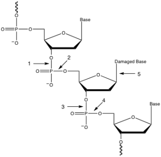 Using the figure below,what is the first bond broken in the base excision repair process?   A) 1 B) 2 C) 3 D) 4 E) 5