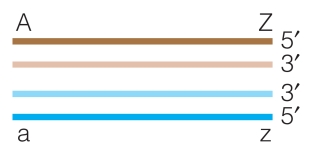 Given the following DNA segments,show the intermediate structure that would be produced following isomerization during homologous recombination.  