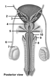   -This figure shows the duct system in the male reproductive tract.Which number indicates the ductus deferens? A) 1 B) 6 C) 8 D) 9 E) 10