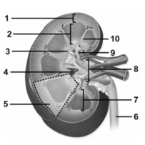   -This figure shows a frontal section of the kidney.Which number(s) indicate a renal papilla? A) 2,7 B) 3 C) 6 D) 9 E) 10