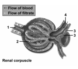   -This figure shows a renal corpuscle.The two structures indicated by number 3 collectively form the A) Macula densa B) Juxtaglomerular apparatus C) Corticomedullary junction D) Juxtamedullary junction E) Vasa recta