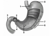   -This figure shows the stomach.What structure does number 3 indicate? A) Esophagus B) Ilium C) Duodenum D) Jejunum E) Descending colon