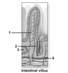   -This figure shows an intestinal villus.The structure indicated by number 1 is a(n)  A) intestinal artery. B) lacteal. C) microvillus. D) intestinal vein. E) flagellum.