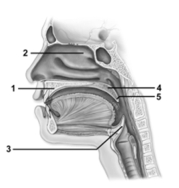   -In this sagittal section showing the upper respiratory tract,what structure does number 1 indicate? A) Uvula B) Soft palate C) Hard palate D) Nasal conchae E) Epiglottis