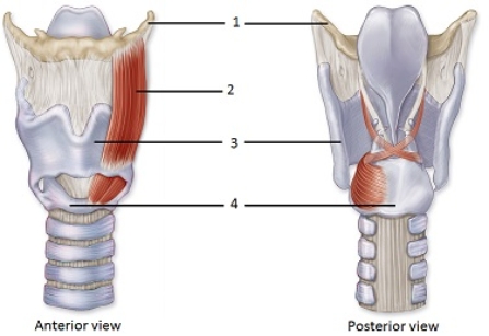   -In these views of the larynx,what structure does number 4 indicate? A) Tracheal cartilage B) Thyroid cartilage C) Arytenoid cartilage D) Cricoid cartilage E) Corniculate cartilage