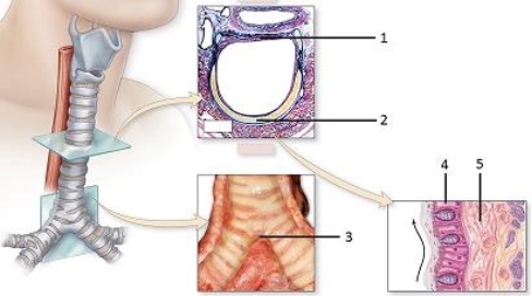   -In these views of the trachea,what structure does number 2 indicate? A) Trachealis muscle B) Pseudostratified ciliated columnar epithelium C) Tracheal cartilage D) Anular ligament E) Carina