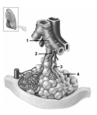   -In this close-up image of a lung,what structures are indicated by number 4? A) Respiratory bronchioles B) Alveolar ducts C) Alveoli D) Terminal bronchioles E) Bronchioles