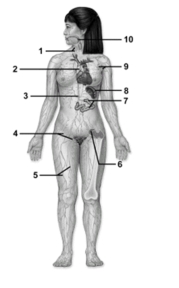   -This figure shows the lymphatic system.Which number(s) indicate structures that contain MALT? A) 1,4,9 B) 2,6,7,8 C) 5 D) 3,5 E) 7