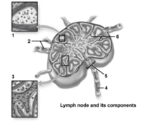   -This figure shows a lymph node and its components.Which is not visible in the enlarged region indicated by number 3? A) Medullary sinus B) Lymphocytes C) Trabecula D) Cortical sinus E) Macrophage