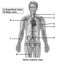   -In the figure showing an anterior view of the veins,number 4 indicates the A) left common iliac vein. B) left cephalic vein. C) left basilic vein. D) left brachiocephalic vein. E) left internal jugular vein.