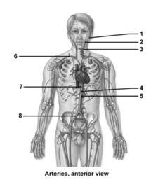 <strong> In the figure showing an anterior view of the arteries,what does the number 4 indicate?</strong> A)External carotid artery B)Left internal carotid artery C)Left common carotid artery D)Celiac trunk E)Superior mesenteric artery