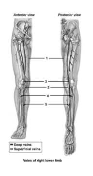 <strong> In the figure showing the veins of the lower extremity,which number indicates the great saphenous vein?</strong> A)1 B)2 C)3 D)4 E)5