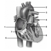   -In this figure showing an anterior view of the heart,the left atrium is noted by number _____. A) 1 B) 2 C) 3 D) 4 E) 5