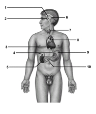   -This figure shows the endocrine system.Which structure does number 10 indicate? A) Adrenal gland B) Thyroid gland C) Pituitary gland D) Pancreas E) Hypothalamus