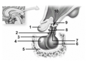   -This figure shows the pituitary gland.Which number indicates the infundibulum? A) 3 B) 5 C) 8 D) 9 E) 10