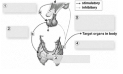<strong> This figure shows an example of regulation of hormone secretion by a negative feedback loop.The large box labeled 1 represents the initial stimulus.What hormones are represented by the small boxes labeled a,b,and c?</strong> A)a = TSH,b = TRH,c = TH B)a = TIH,b = TSH,c = TH C)a = TRH,b = TSH,c = TIH D)a = TRH,b = TSH,c = TH E)a = TSH,b = TH,c = TRH