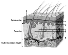   -This cross section of skin shows general cutaneous receptors.What kind of receptor does number 5 indicate? A) Free nerve ending B) Krause bulb C) Lamellated corpuscle D) Tactile disc E) Root hair plexus