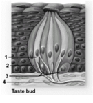   -In this diagram of a taste bud,what structures does number 3 indicate? A) Gustatory microvilli B) Basal cells C) Supporting cells D) Sensory nerves E) Taste pores