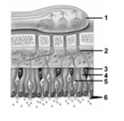   -In this view of the olfactory organs,what structure does number 2 indicate? A) Olfactory hairs B) Olfactory receptor C) Olfactory bulb D) Basal cell E) Axon of olfactory receptor cell