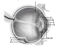   -In this sagittal view of the eye,what structure does number 2 indicate? A) Ora serrata B) Cornea C) Ciliary body D) Iris E) Suspensory ligaments