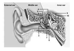   -In this illustration of the ear,what structure does number 4 indicate? A) Cochlea B) Stapes C) Tympanic membrane D) Incus E) Malleus