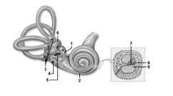  -In this illustration of the inner ear,what structure does the number 1 indicate? A) Utricle B) Saccule C) Membranous labyrinth D) Round window E) Oval window