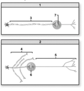   -Which of the diagrams illustrates a parasympathetic ANS pathway? A) 1 B) 2