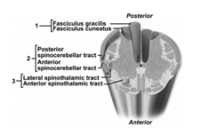   -What pathway does number 1 indicate? A) Spinocerebellar pathway B) Posterior funiculus-medial lemniscal pathway C) Anterolateral pathway D) Fascicular pathway E) Reticulospinal pathway