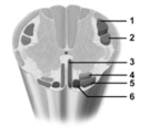   -This figure shows motor pathways.What tract does number 5 indicate? A) Lateral corticospinal tract B) Rubrospinal tract C) Anterior corticospinal tract D) Vestibulospinal tract E) Tectospinal tract