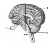   -In this partially cut-away brain diagram,what structure does number 2 indicate? A) Primary motor cortex B) Thalamus C) Cerebral nuclei D) Reticular formation E) Tectum