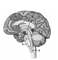   -This figure shows regions of the brain that participate in the control of somatic motor activities.What feature does number 1 indicate? A) Primary motor cortex B) Motor association areas C) Pontine nuclei of the indirect system D) Pyramidal system E) Lower motor neurons