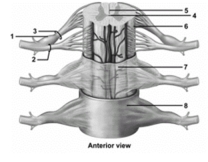   -This figure shows an anterior view of the spinal cord and meninges.What structure does number 7 indicate? A) Arachnoid B) Pia mater C) Dura mater D) Gray matter E) White matter