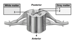   -This figure shows a cross section of the spinal cord.What structure does number 3 indicate? A) Posterior funiculus B) White commissure C) Anterior funiculus D) Lateral funiculus E) Anterior median fissure