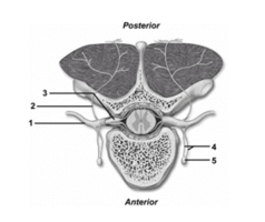   -This figure shows spinal nerve branches.What structure does number 1 indicate? A) Anterior ramus B) Posterior ramus C) Rami communicantes D) Sympathetic trunk ganglion E) Posterior root ganglion
