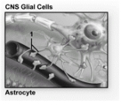 What structures are indicated by number 1?   A) Satellite cells B) Podocytes C) Microglial cells D) Perivascular feet E) Ependymal cells