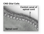What cell type does number 2 indicate?   A) Satellite cell B) Neuron C) Microglial cell D) Astrocyte E) Ependymal cell
