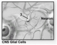 What cell type does number 3 indicate?   A) Satellite cell B) Neurolemmocyte C) Microglial cell D) Astrocyte E) Ependymal cell