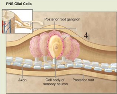 What cell type does number 4 indicate?   A) Satellite cell B) Neurolemmocyte C) Microglial cell D) Oligodendrocyte E) Ependymal cell