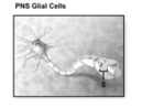What structure does number 5 indicate?   A) Neurofibril node B) Myelin sheath C) Nucleus D) Perivascular foot E) Ependymal cell