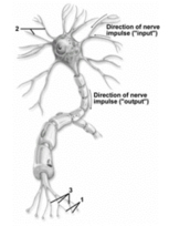 This figure depicts a typical neuron.What structures are indicated by number 1?   A) Axon hillocks B) Dendrites C) Axon collaterals D) Telodendria E) Synaptic knobs
