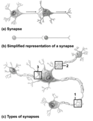   -What type of synapse does number 3 indicate? A) Axodendritic B) Axoaxonic C) Axosomatic D) Dendrodendritic E) Dendrosomatic