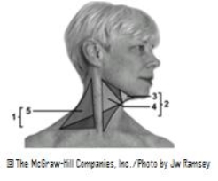  -This figure shows the triangles of the neck.Which number indicates the occipital triangle? A) 1 B) 2 C) 3 D) 4 E) 5