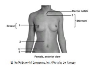   -This figure shows an anterior view of the female.Which number indicates the areola? A) 1 B) 2 C) 3 D) 4 E) 5